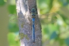 IMG_0846 Anax imperator